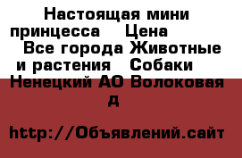 Настоящая мини принцесса  › Цена ­ 25 000 - Все города Животные и растения » Собаки   . Ненецкий АО,Волоковая д.